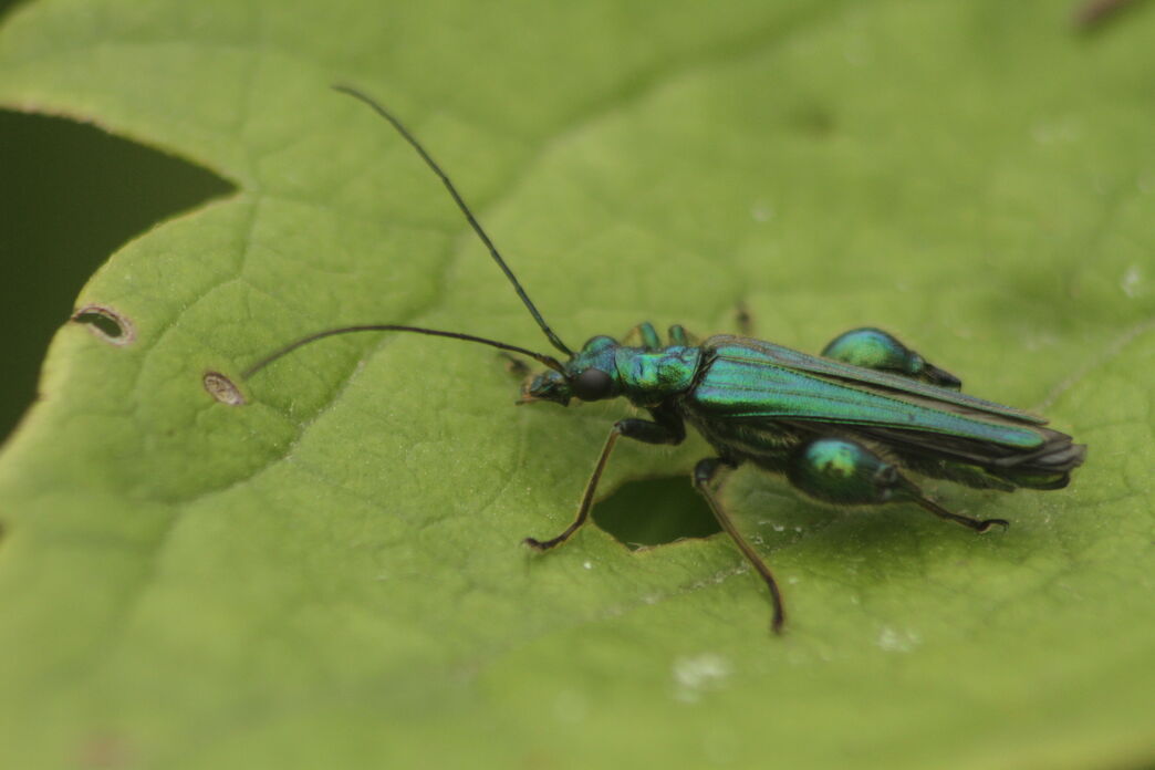 identify-beetles-the-wildlife-trusts